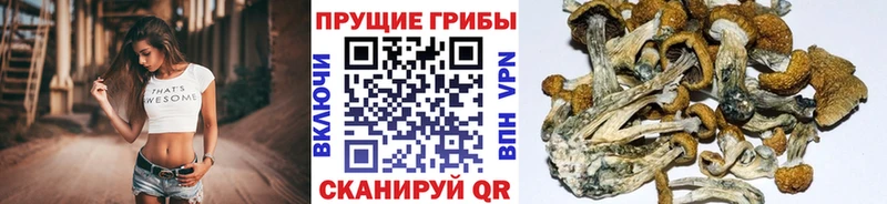 Купить закладки  Свободный  Псилоцибиновые грибы мухоморы 